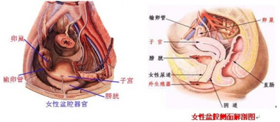 圆梦路上的“高阶攻略”：当生育难题遇到性别期待，如何精准导航？